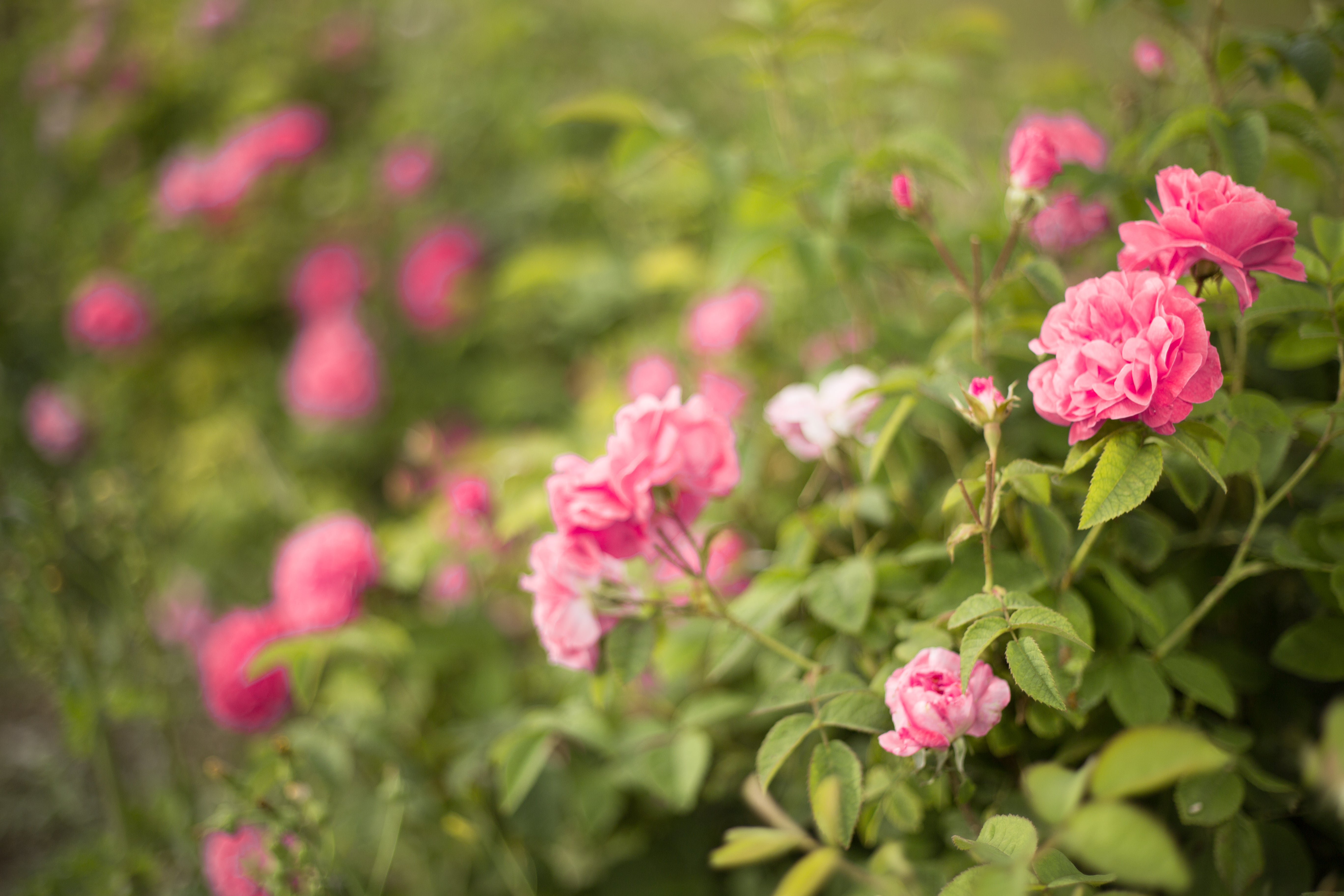 Rozoe_Damask_Rose_Bulgaria_Valley