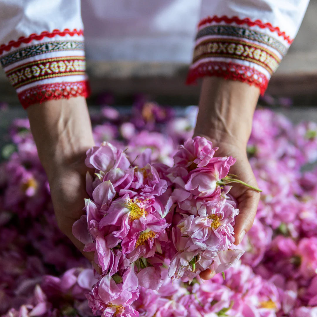 Rozoe_Damascena_Rose