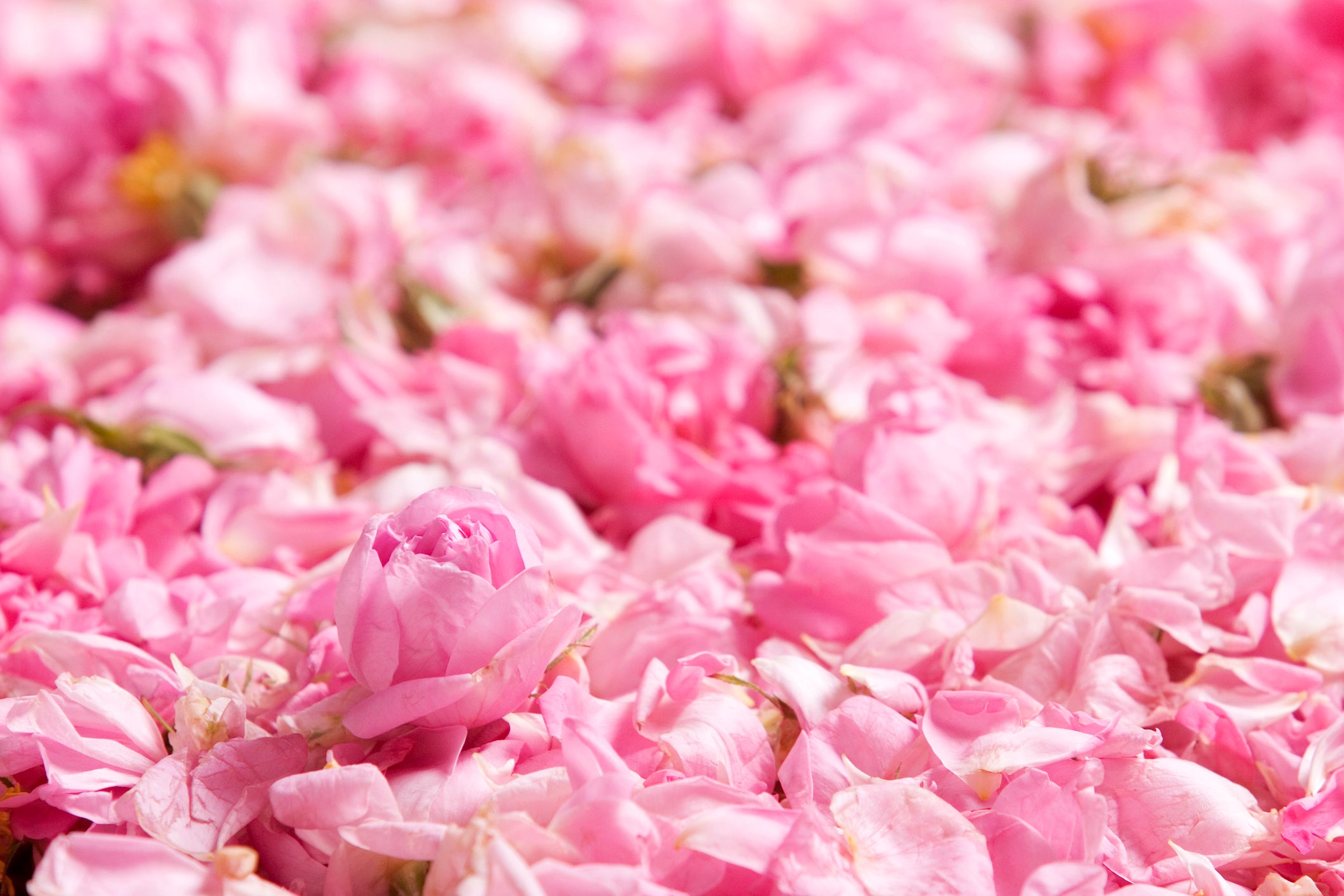 Rozoe_Damask_Rose_Bulgaria2