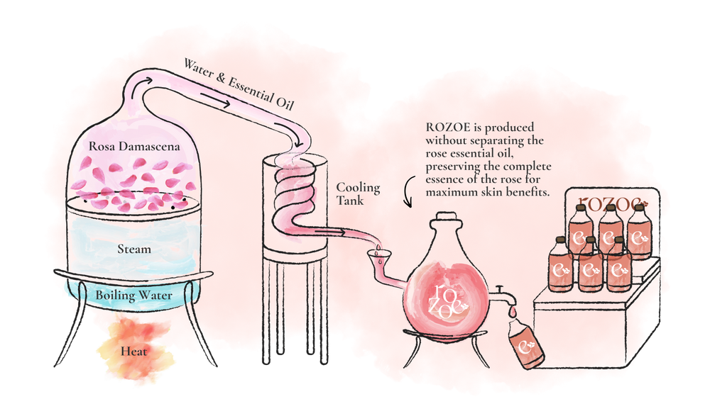 Manufacturing Process - How ROZOE Rose Water is Made | ROZOE Official